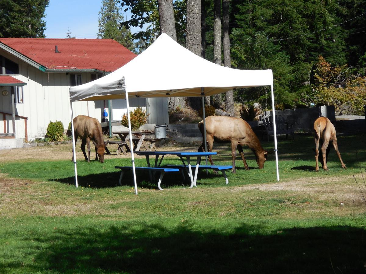 Mountain View Lodge - No Pets Allowed パックウッド エクステリア 写真